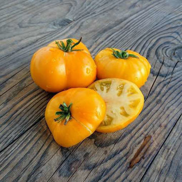 Elsies Fancy Dwarf Tomato Elsies Fancy Dwarf Tomato
