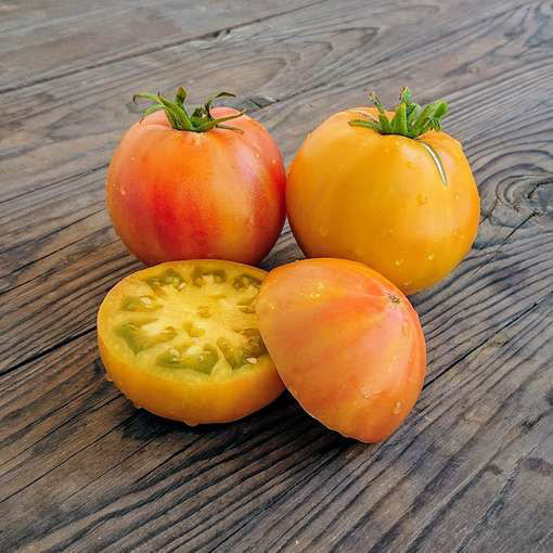 Glorias Treat Dwarf Tomato
