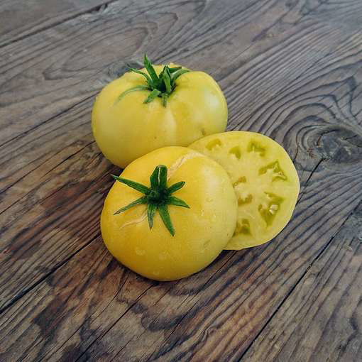 Idaho Gem Dwarf Tomato