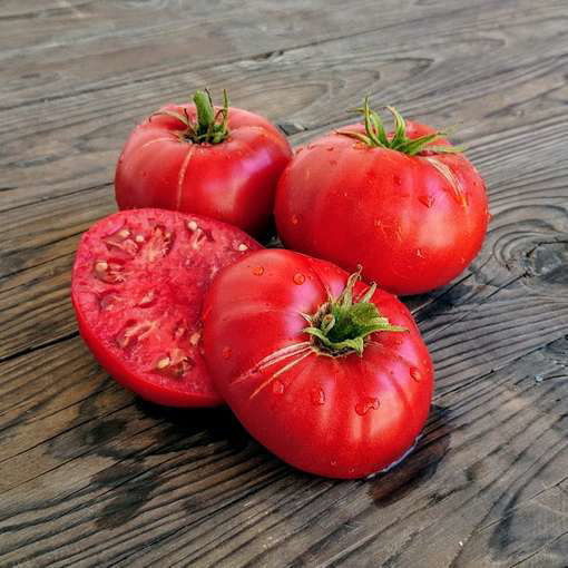 Kodiak King Dwarf Tomato