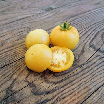 Picos Pride Dwarf Tomato Picos Pride Dwarf Tomato