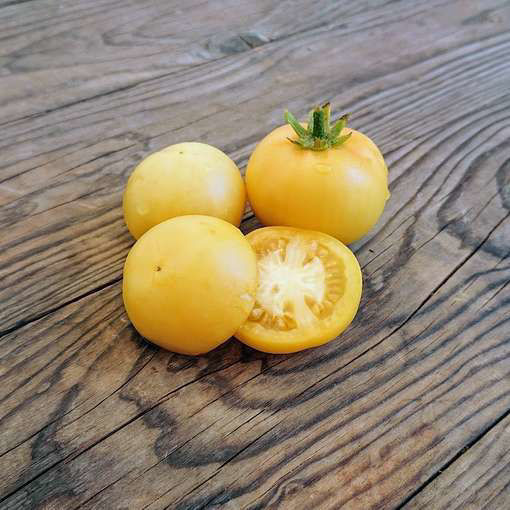 Picos Pride Dwarf Tomato