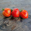 Stony Brook Heart Dwarf Tomato