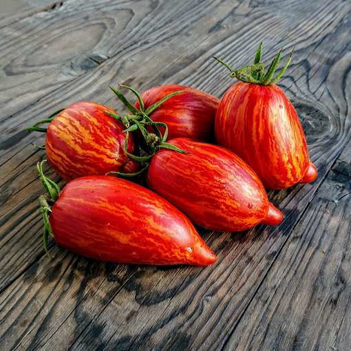 Stony Brook Speckled Dwarf Tomato