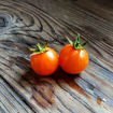 Ambrosia Orange Cherry Tomato