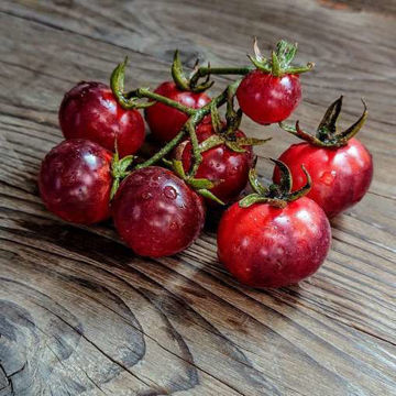 Glossy Rose Blue Cherry Tomato Glossy Rose Blue Cherry Tomato