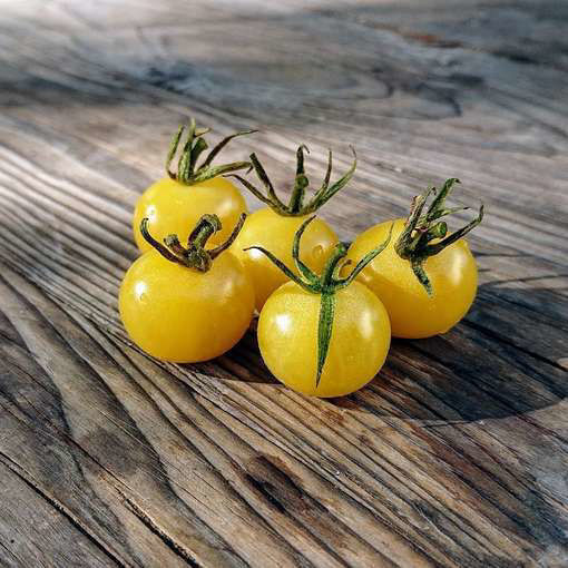 Lollipop Cherry Tomato
