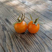 Sungold Select 2 Cherry Tomato