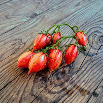 Chocolate Striped Icicle Cherry Tomato Chocolate Striped Icicle Cherry Tomato