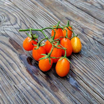 Golden Light Cherry Tomato Golden Light Cherry Tomato