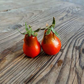 Jessica Cherry Tomato Jessica Cherry Tomato