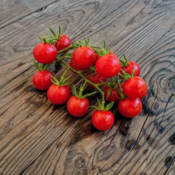 Justens Zuckertomate Cherry Tomato Justens Zuckertomate Cherry Tomato