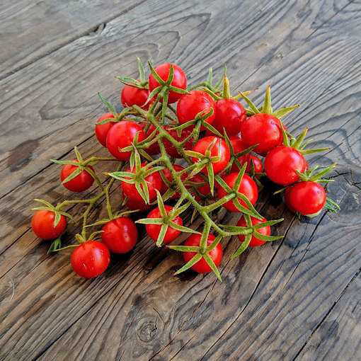 Vesennij Mieurinskij Cherry Tomato
