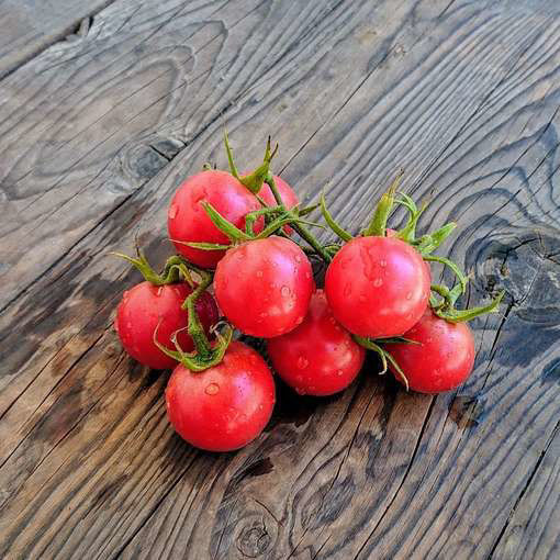 Pink Pingpong Cherry Tomato