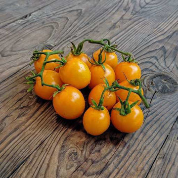 Goldene Königin Tomato Goldene Königin Tomato