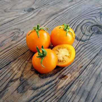 Golden Queen Tomato Golden Queen Tomato