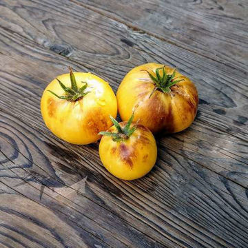 Show details for Great White x P20 Tomato Picture of Great White x P20 Tomato