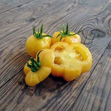 Pustolelyy Belyy Tomato Pustolelyy Belyy Tomato