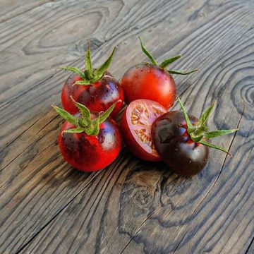 Cascade Village Blue Tomato Cascade Village Blue Tomato