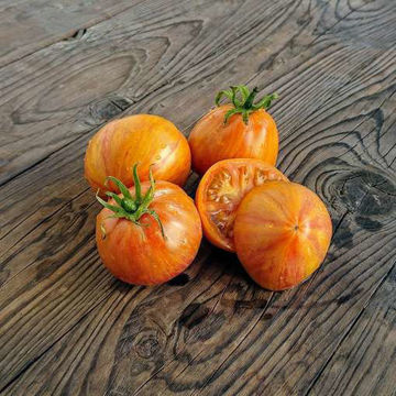 Kozula 141 Tomato Kozula 141 Tomato