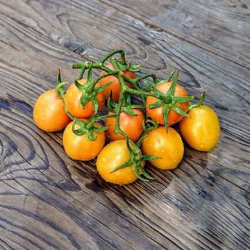 Madagascar Tomato Madagascar Tomato