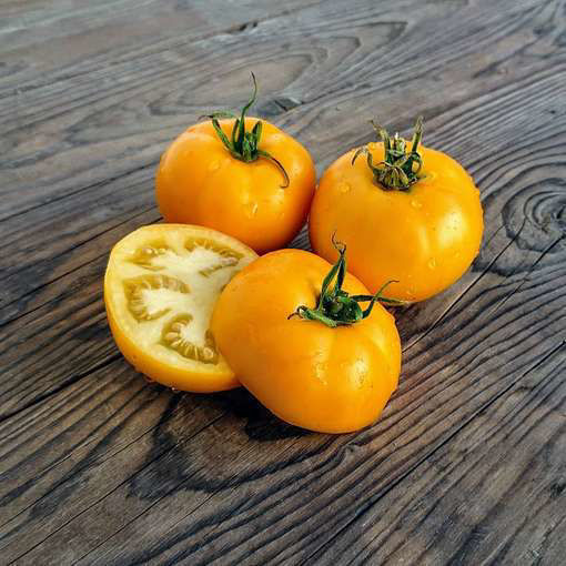 Mingold Tomato