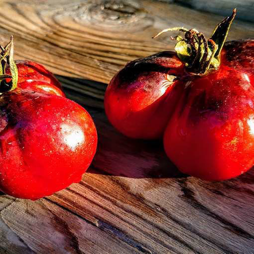 Blue Pear Tomato-Meraki Seeds