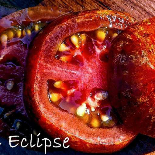 Cosmic eclipse tomato meraki seeds