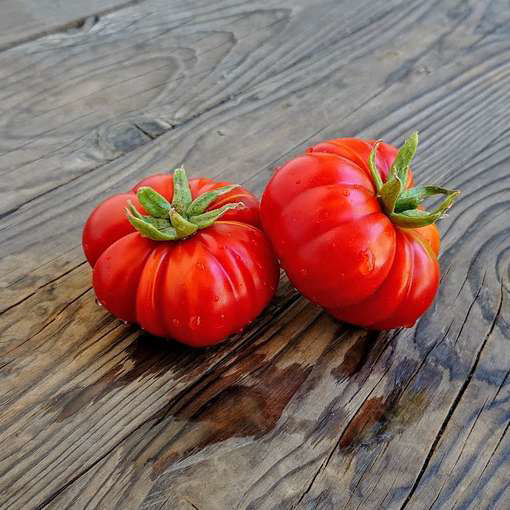 Costoluto Fiorentino Beefsteak Tomato