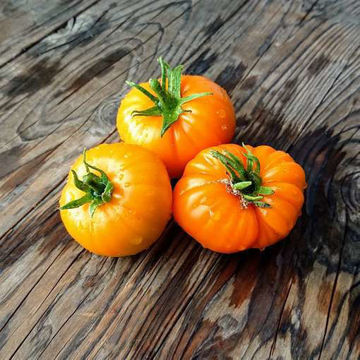 Gigant Limonnyi Beefsteak Tomato Gigant Limonnyi Beefsteak Tomato