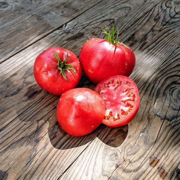 Sibirskiy Velikan Rozovyi Beefsteak Tomato Sibirskiy Velikan Rozovyi Beefsteak Tomato