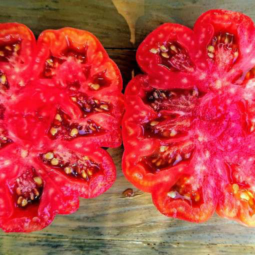 Accordion Red Beefsteak TomatoMeraki Seeds
