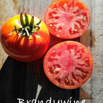Brandywine Beefsteak Tomato Brandywine Beefsteak Tomato