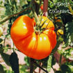 Oxheart Orange Beefsteak Tomato