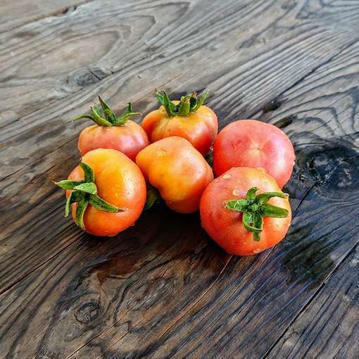 Tomate de Colgar Domingo Longkeeper Tomato