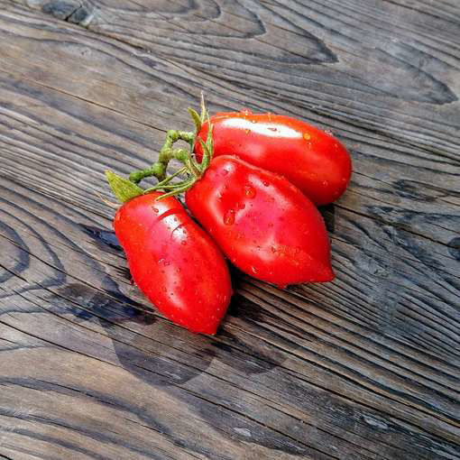 Damskiy Ugodnik Paste-Type Tomato