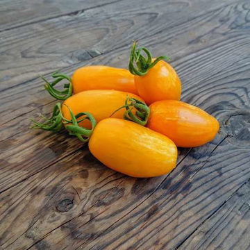 Gold Roma Paste-Type Tomato Gold Roma Paste-Type Tomato