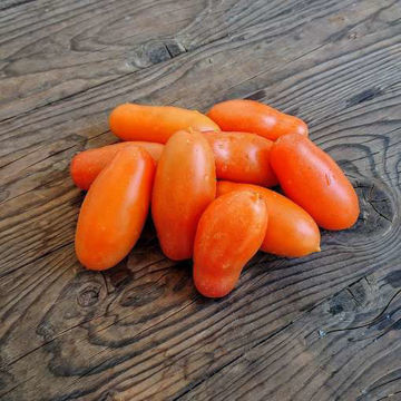 Midas Paste-Type Tomato Midas Paste-Type Tomato