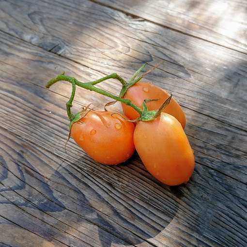 Orange Roma Paste-Type Tomato