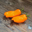 Eros Orange Paste-Type Tomato