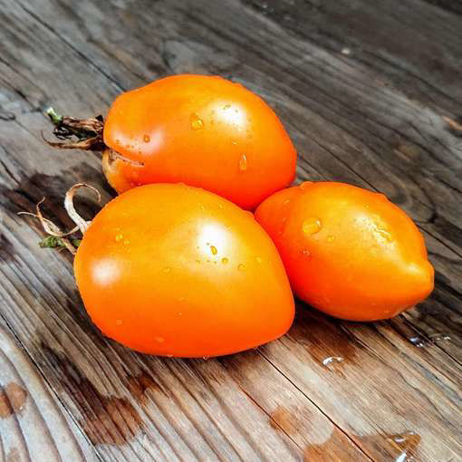 Golden Fang Tomato Meraki Seeds