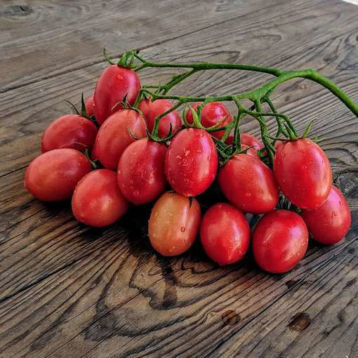 Chio-Chio San Multi-Flora Tomato