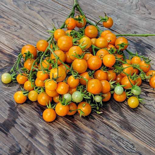 Orange Centiflor Multi-Flora Tomato
