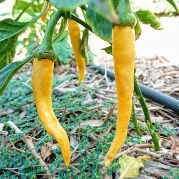Cayenne Golden Chili Pepper Cayenne Golden Chili Pepper