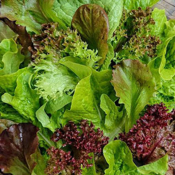Lettuce Mix Lettuce Mix