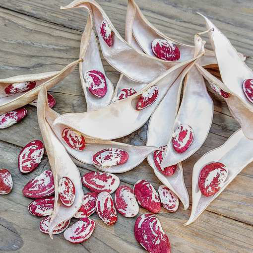 Christmas Pole Lima BeanMeraki Seeds