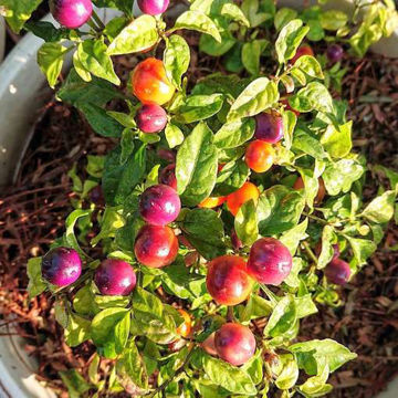 Filius Blue Chili Pepper Filius Blue Chili Pepper