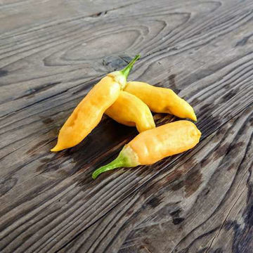 Sugar Rush Peach Chili Pepper Sugar Rush Peach Chili Pepper