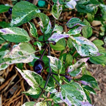 Purple Tiger Chili Pepper Purple Tiger Chili Pepper