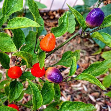 Five Color Chinese Chili Pepper Five Color Chinese Chili Pepper